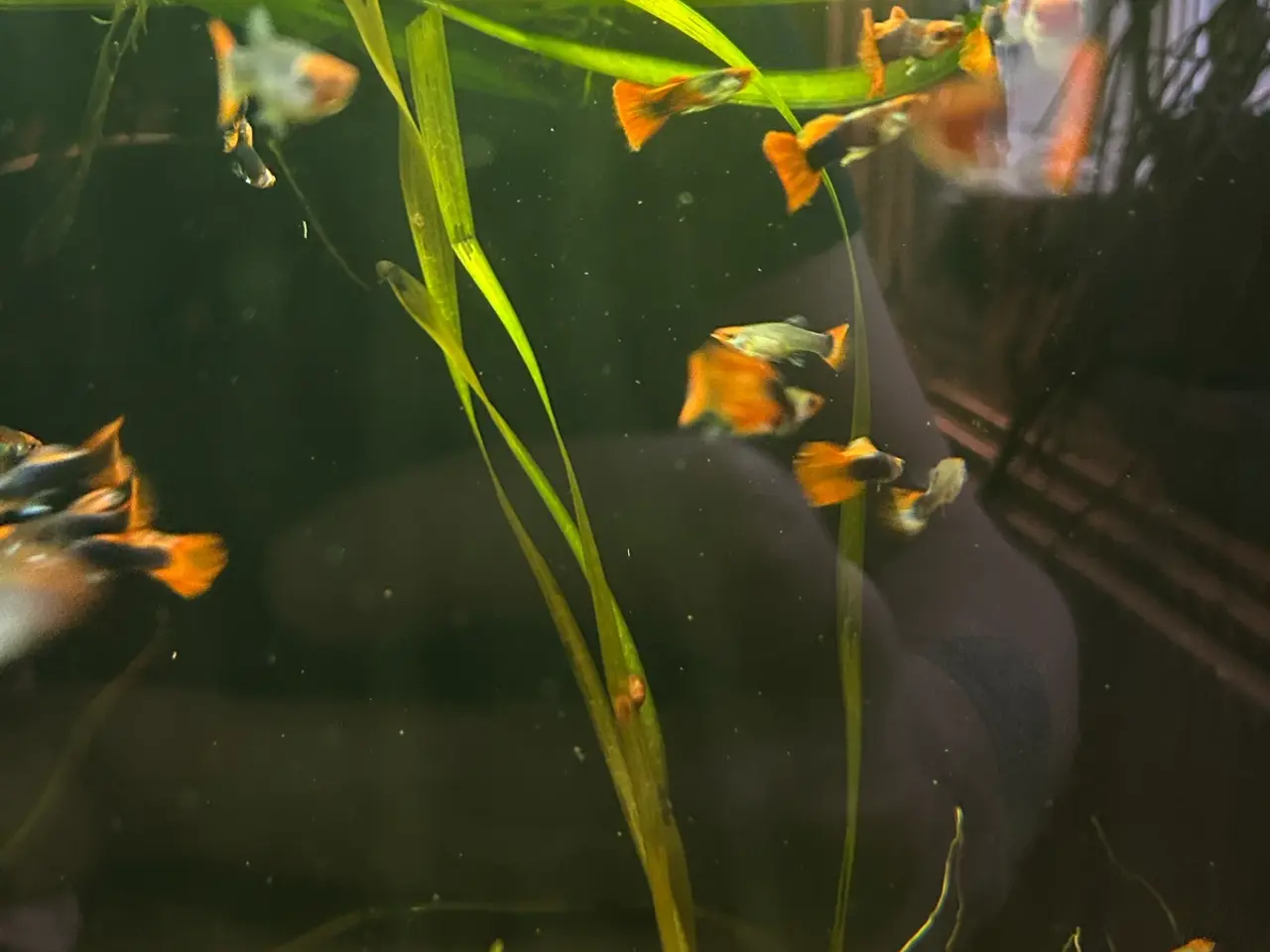 Billede 3 - 🔥❤️ Rednose Dumbo Guppy – Premium Voksne | Viby J