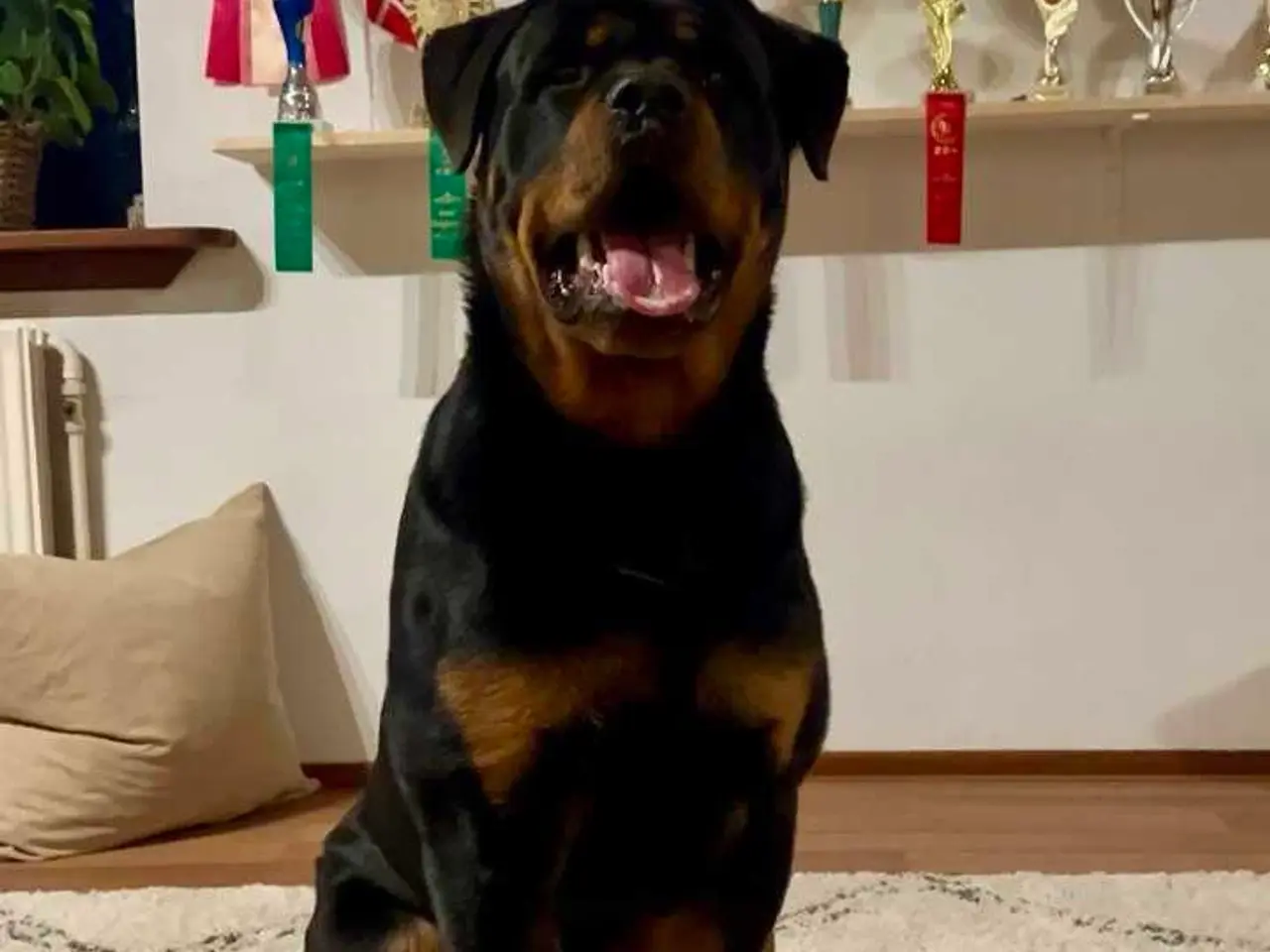 Billede 10 - Rottweiler han til avl
