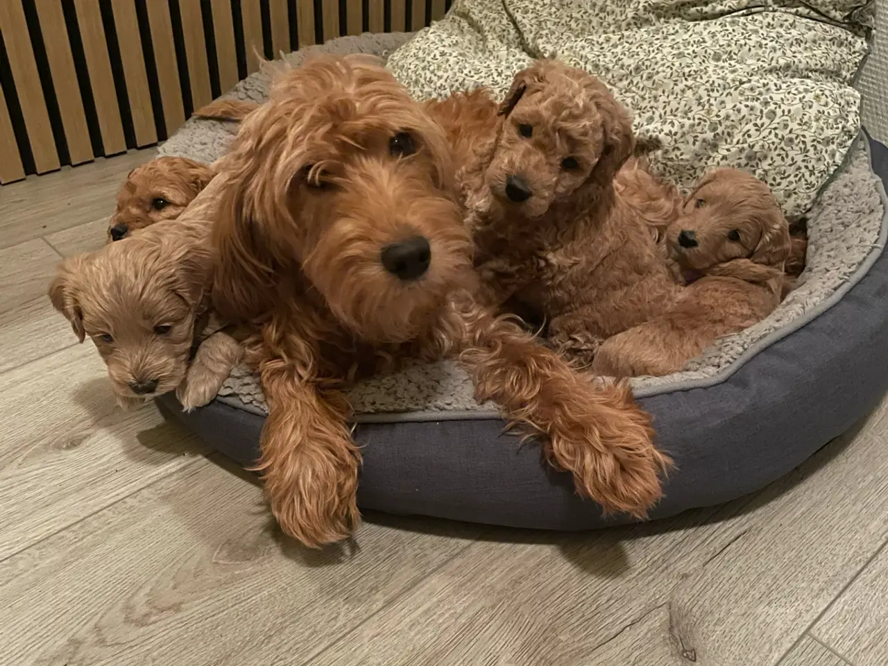 Billede 2 - Søde Labradoodle hvalpe