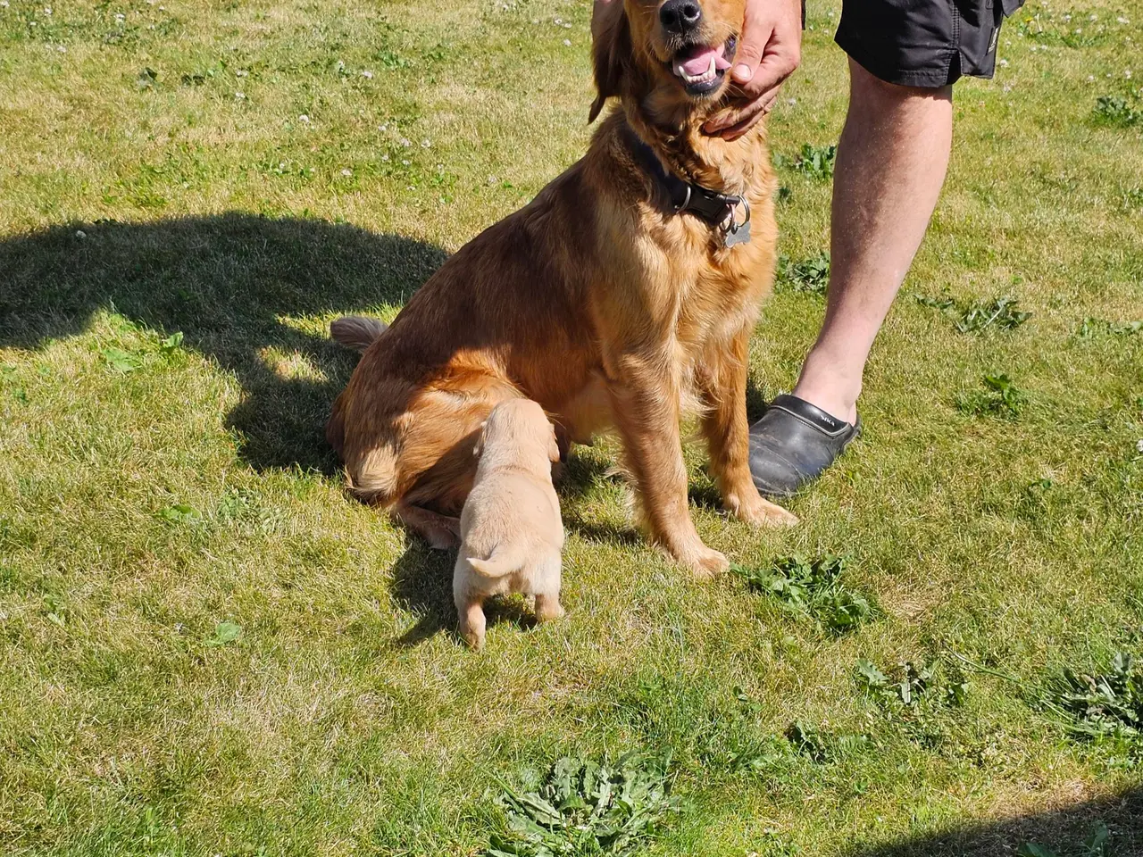Billede 3 - Mørke Golden Retriever hvalpe