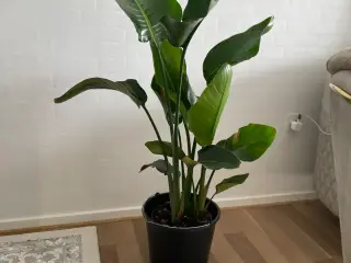 🌿 Flot og sund Strelitzia (Paradisfugl) – ca. 125
