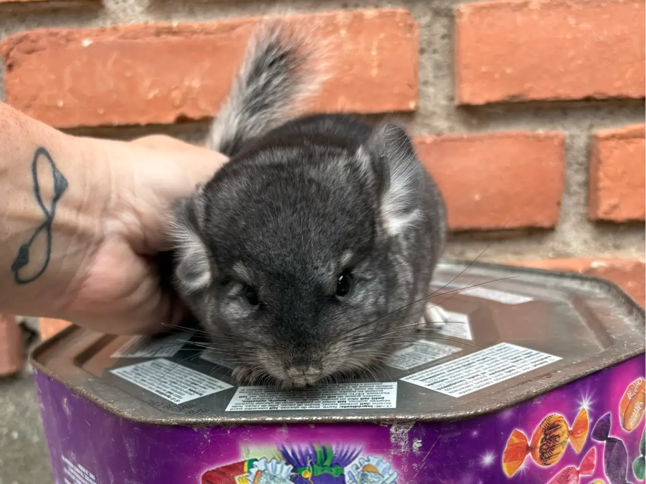 Billede 2 - HAN chinchilla