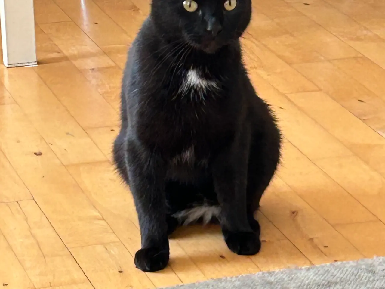 Billede 4 - Søde katte 