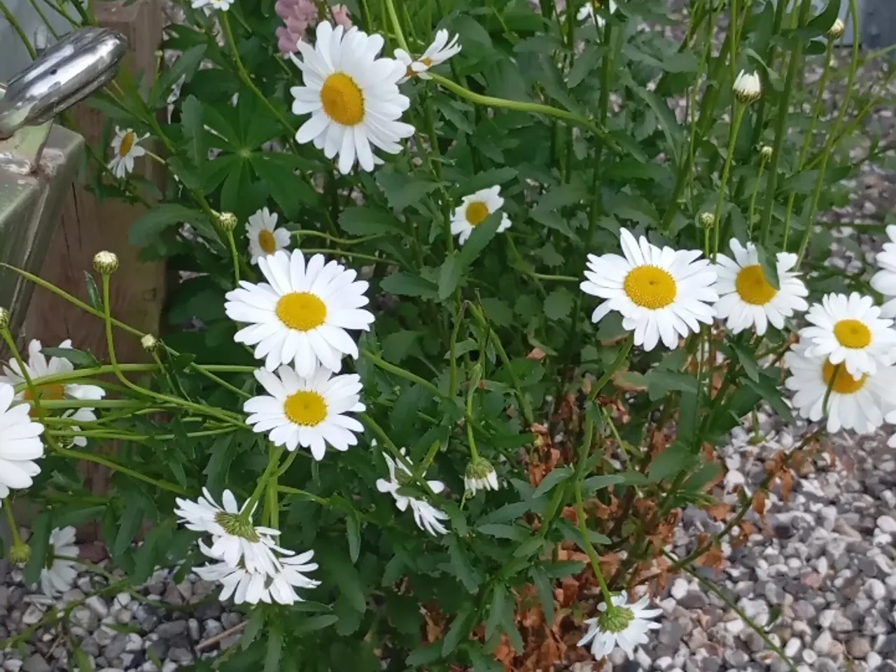 Billede 4 - Margeruite