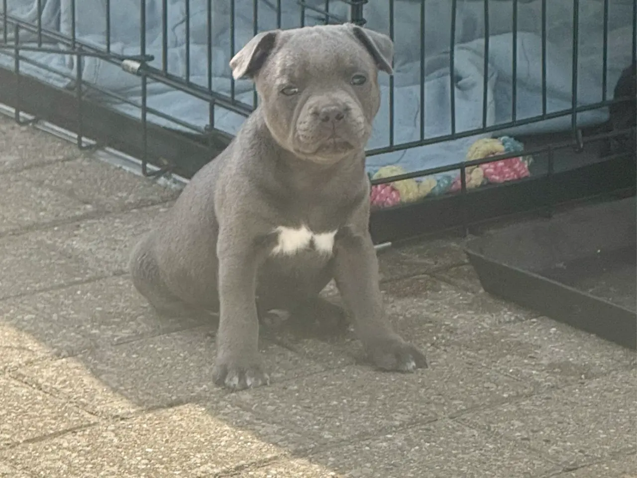 Billede 2 - Staffordshire Bull Terrier