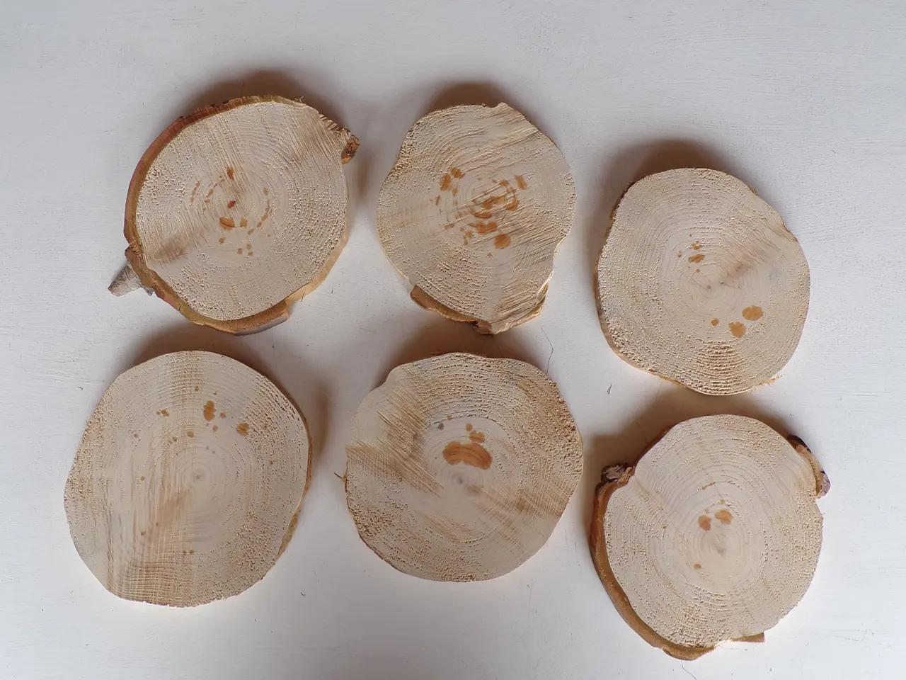 Billede 2 - 6 Thuja Træskiver med / uden bark - 16 -17 cm