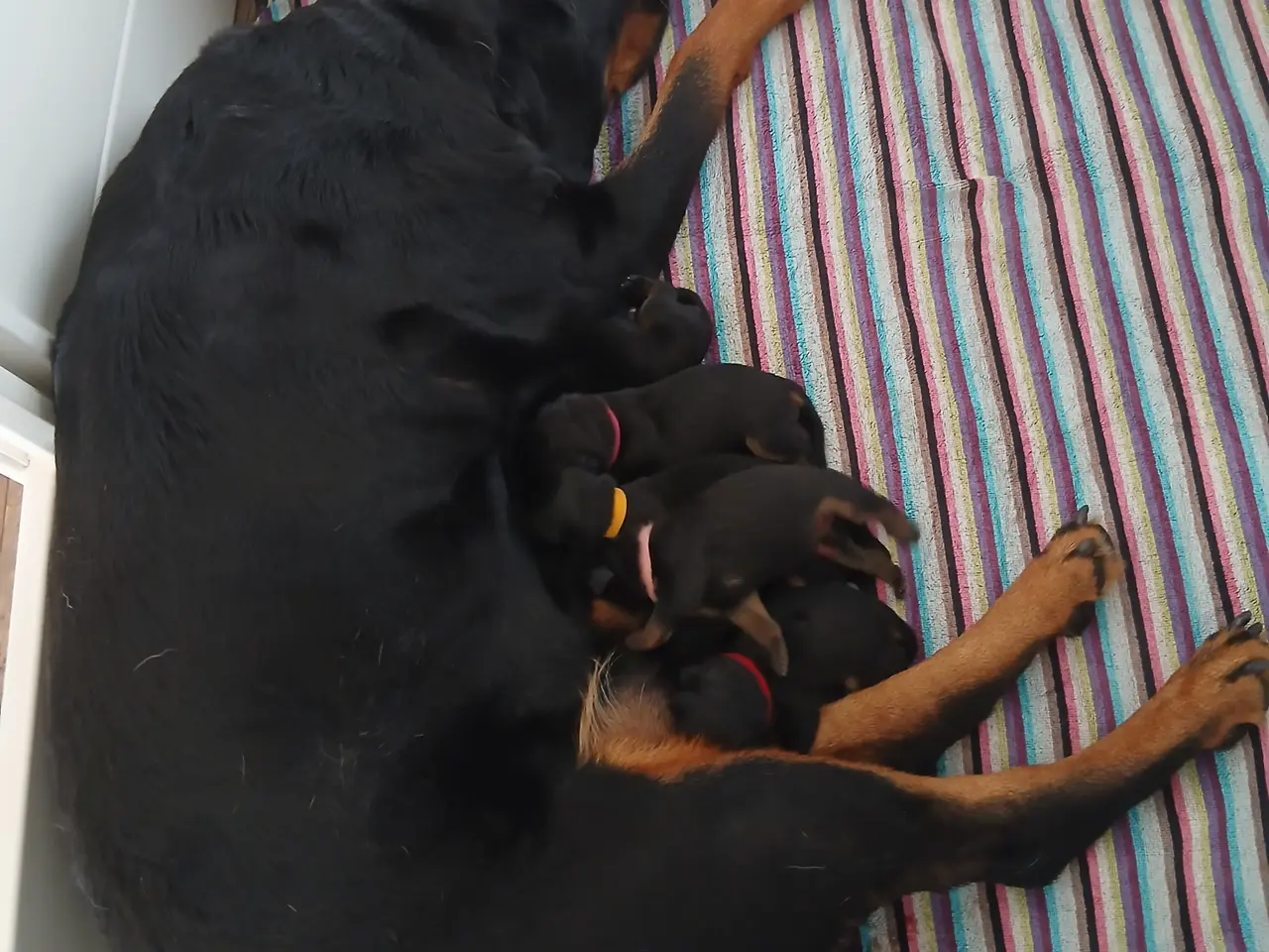 Billede 2 - Rottweiler hvalpe 3 uger
