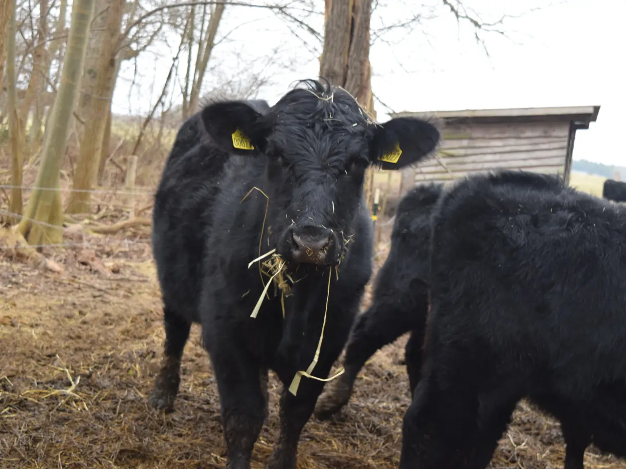 Billede 4 - Rolige og tamme Angus-kvier med stambog