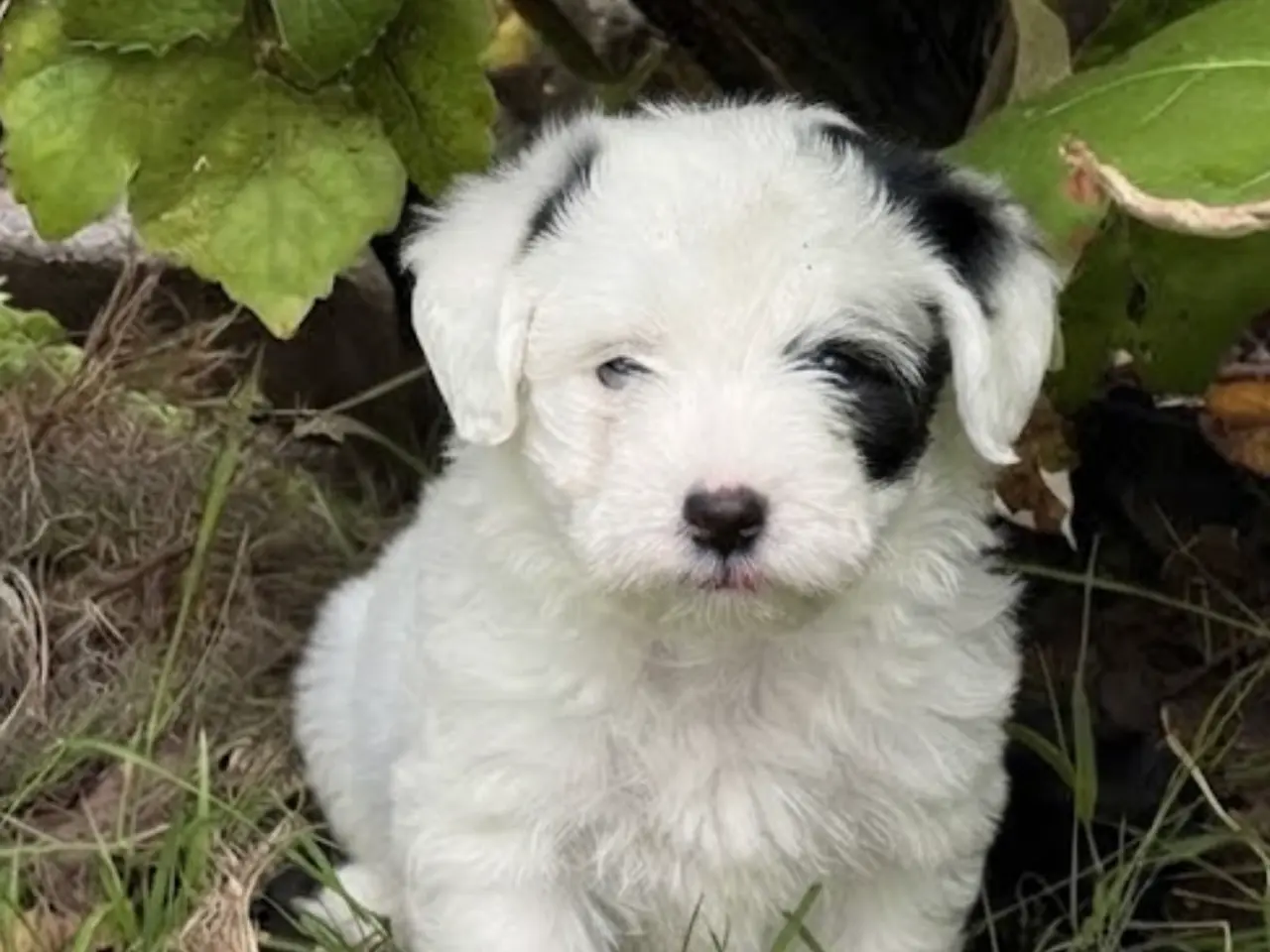Billede 1 - Dejligt dreng Maltiser + Jack Russel Terrier