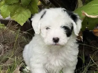 Dejligt dreng Maltiser + Jack Russel Terrier
