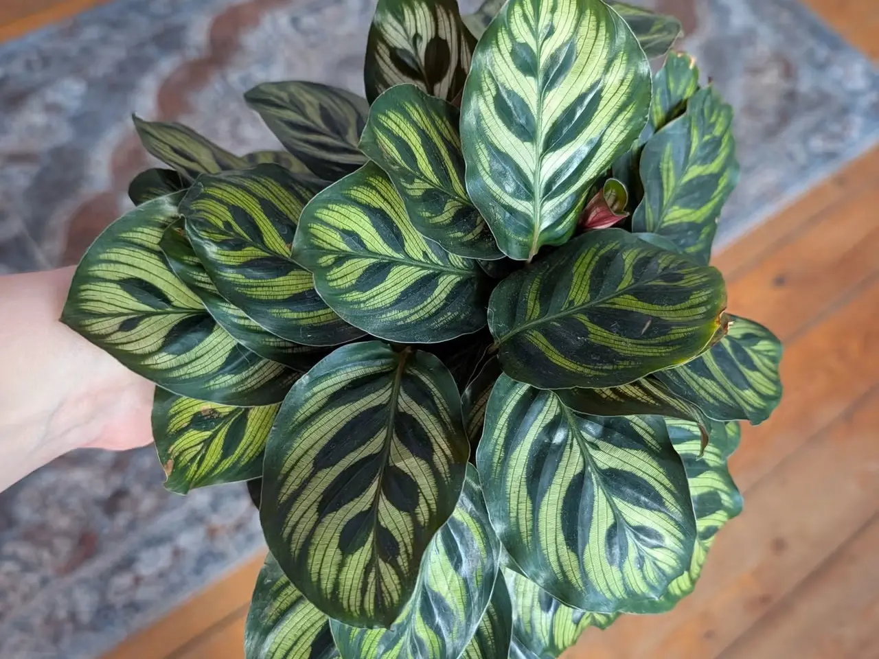 Billede 3 - Ekstra fyldig "Calathea Makoyana"