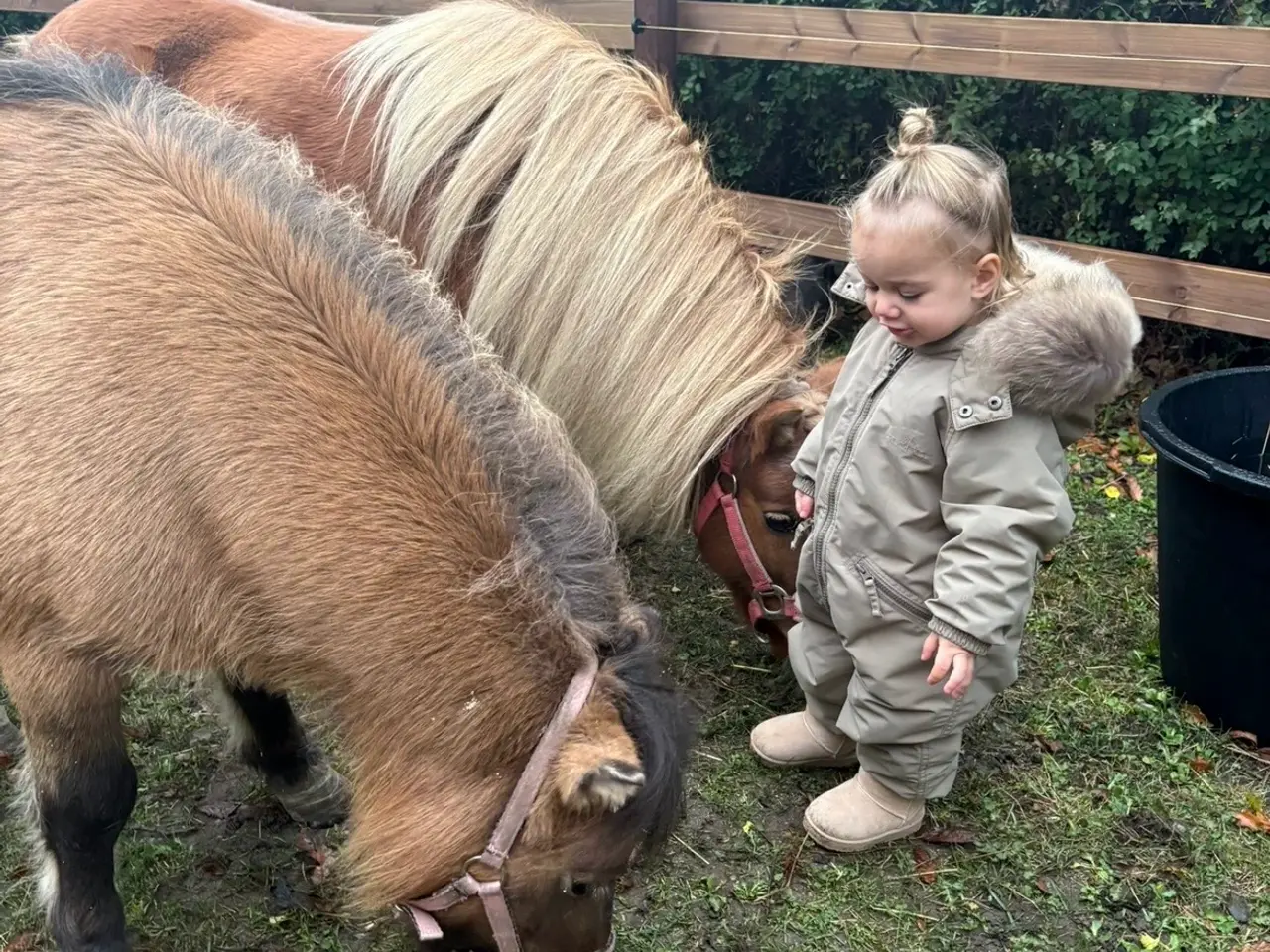 Billede 6 - Annabelle - Shetlænder hoppe. 