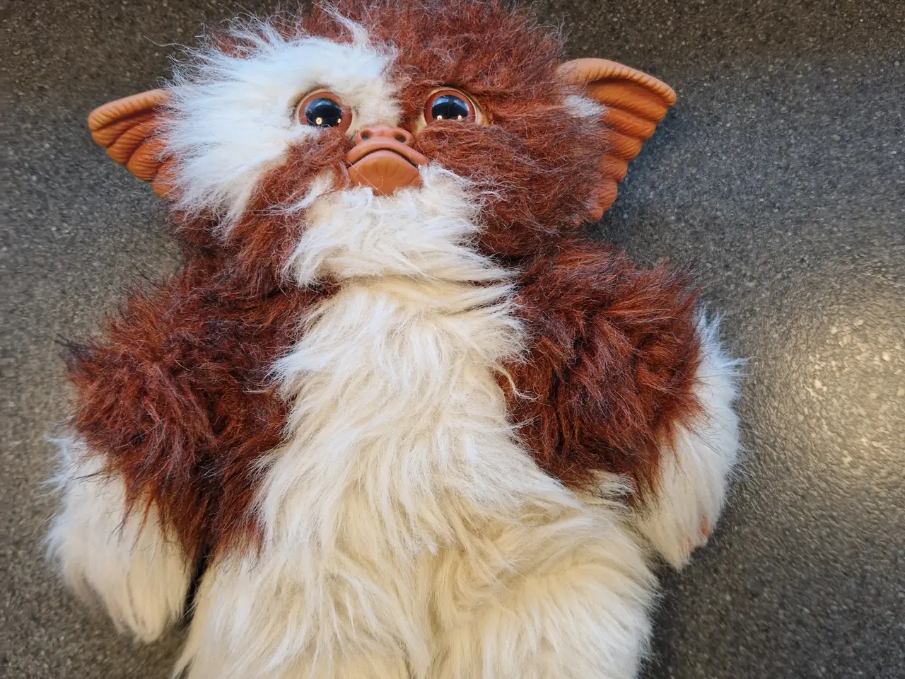 Billede 6 - Gizmo