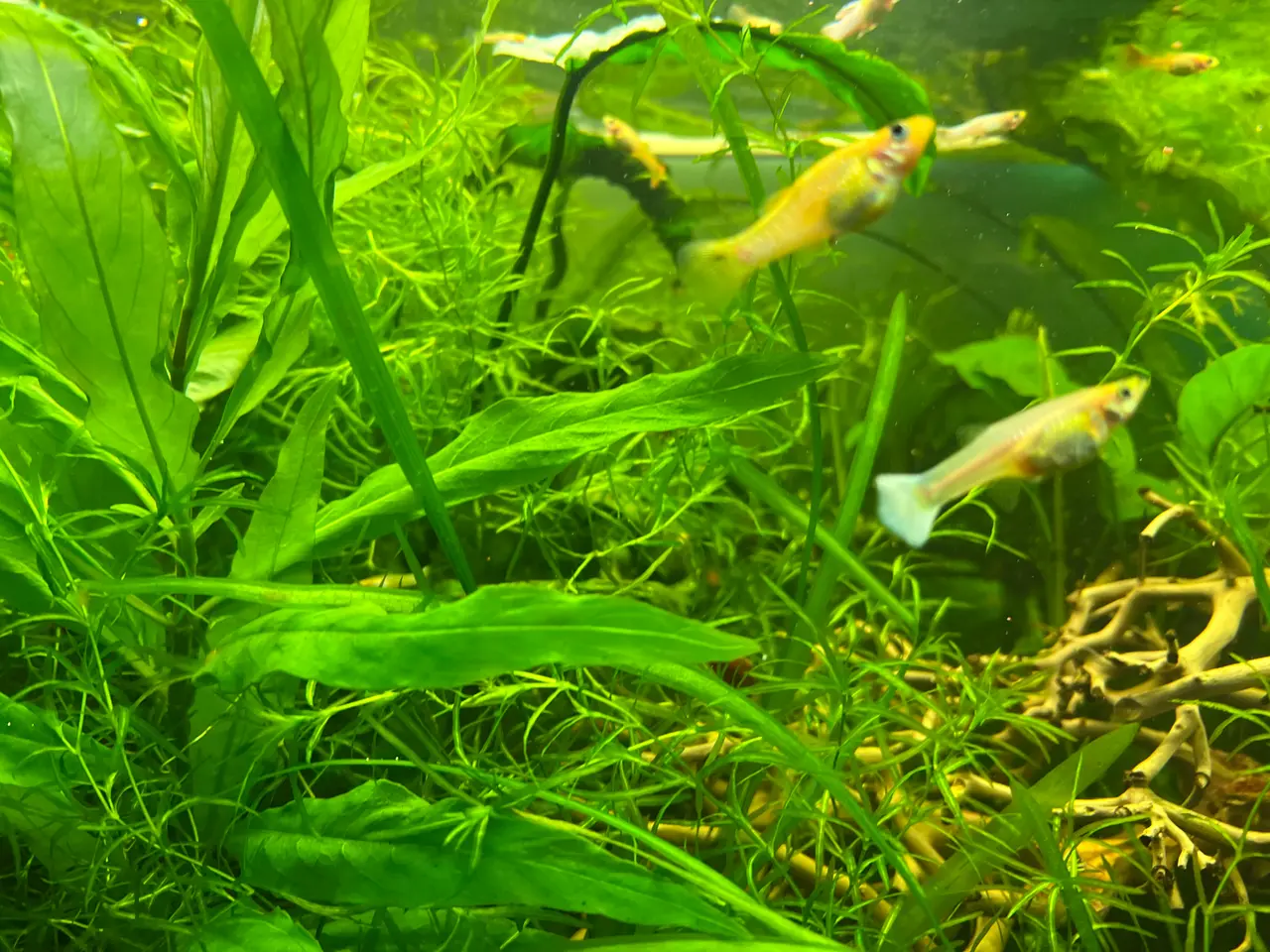 Billede 4 - Golden Molly 