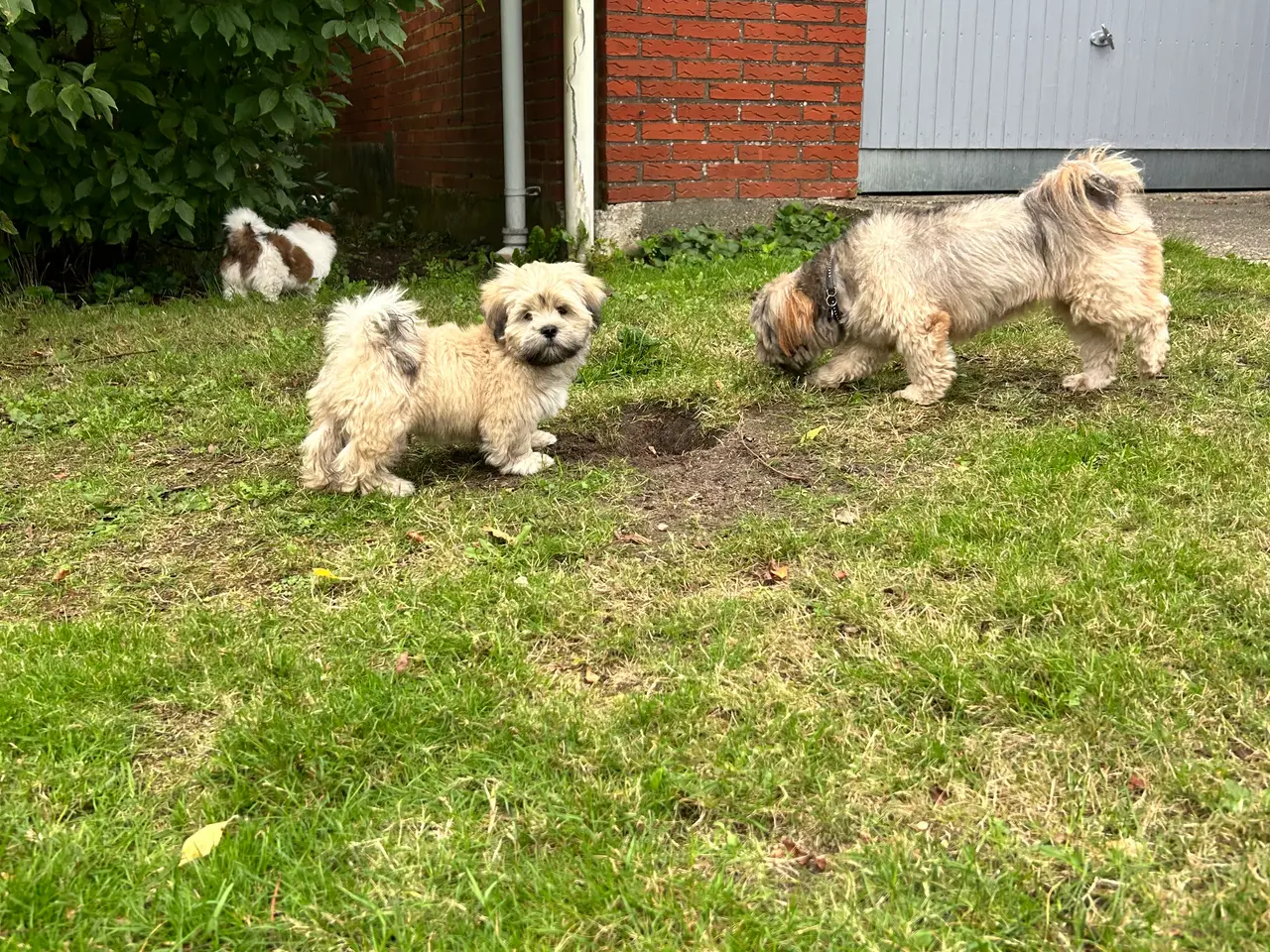 Billede 5 - 3 Lhasa Apso hvalpe, drenge