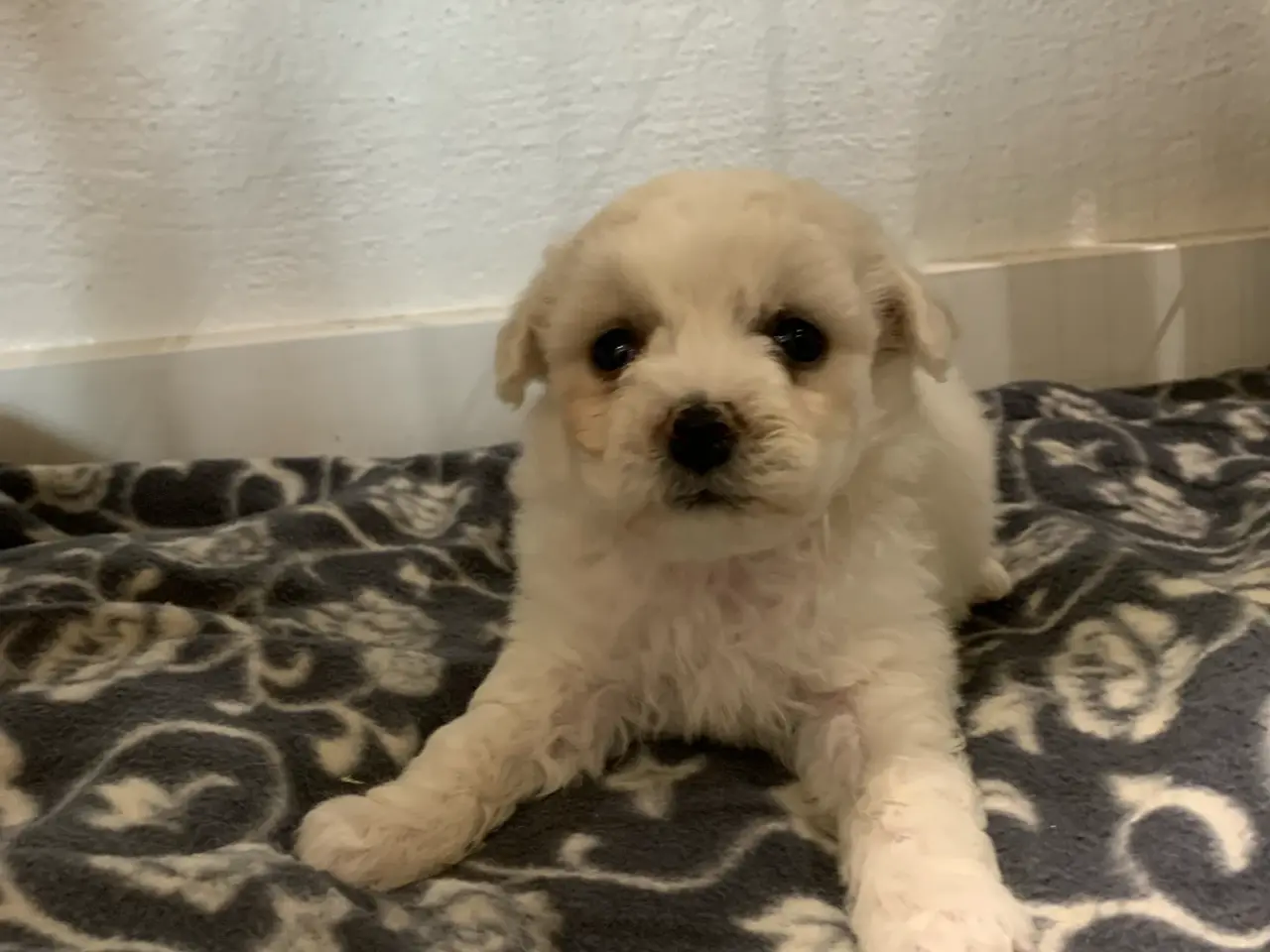 Billede 4 - Bichon Frise