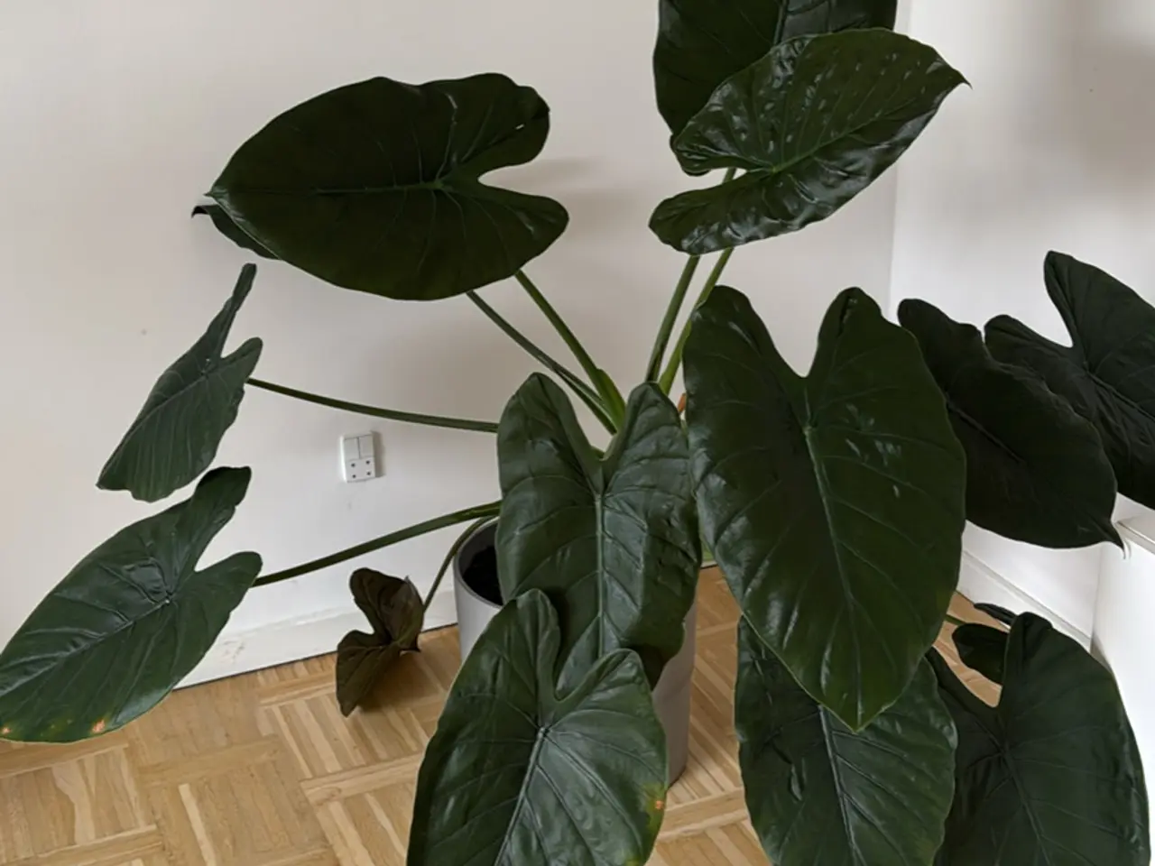 Billede 2 - Stor flot stueplante (Alocasia ‘Wentii)