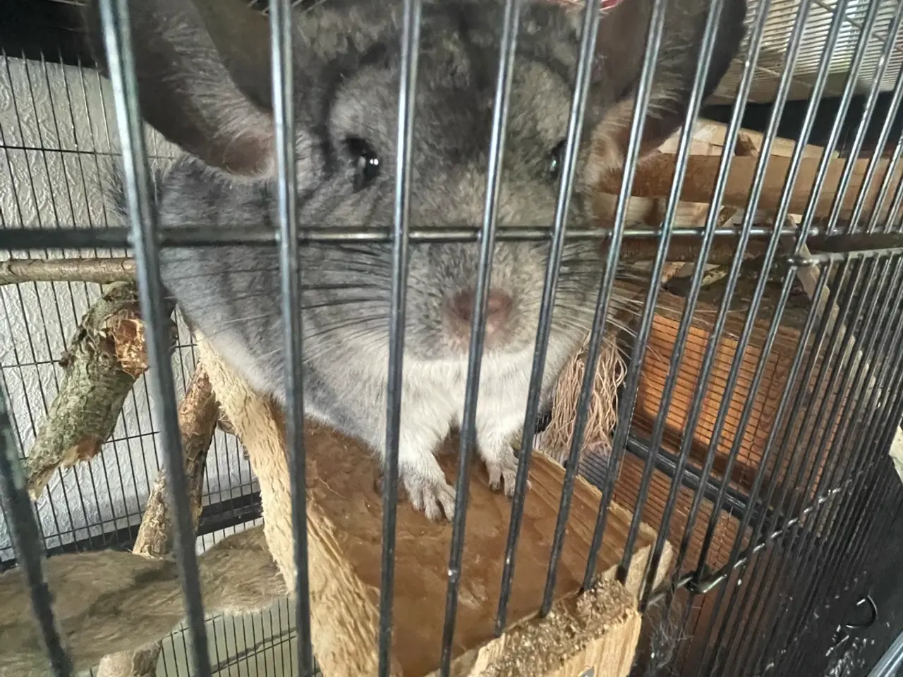 Billede 4 - Søde chinchilla sælges