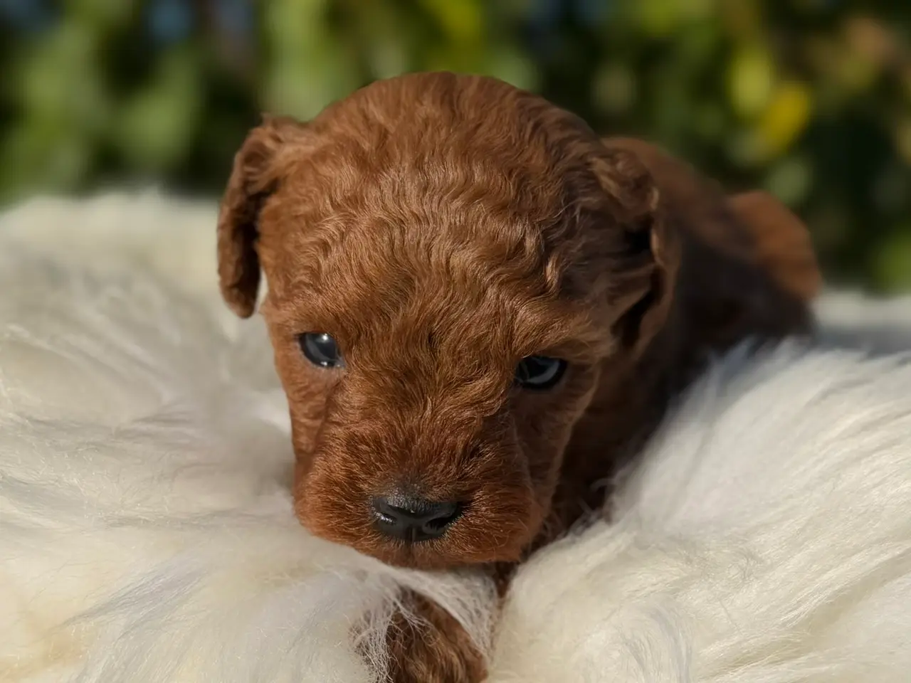 Billede 3 - Goldendoodle F1B
