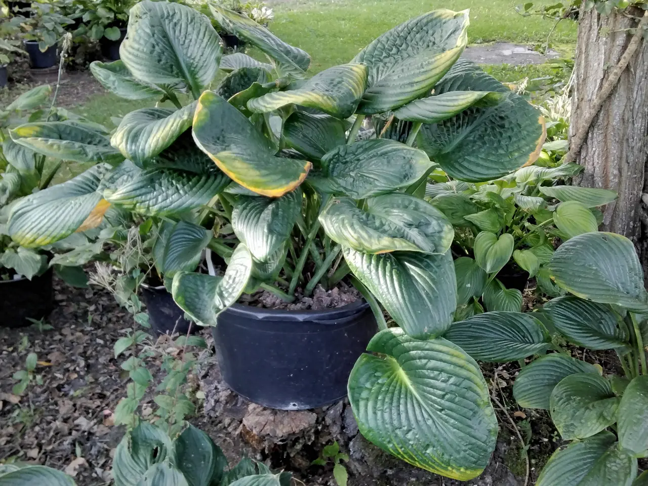 Billede 10 - Kæmpe Hosta Sun and Substance I store 40L potter