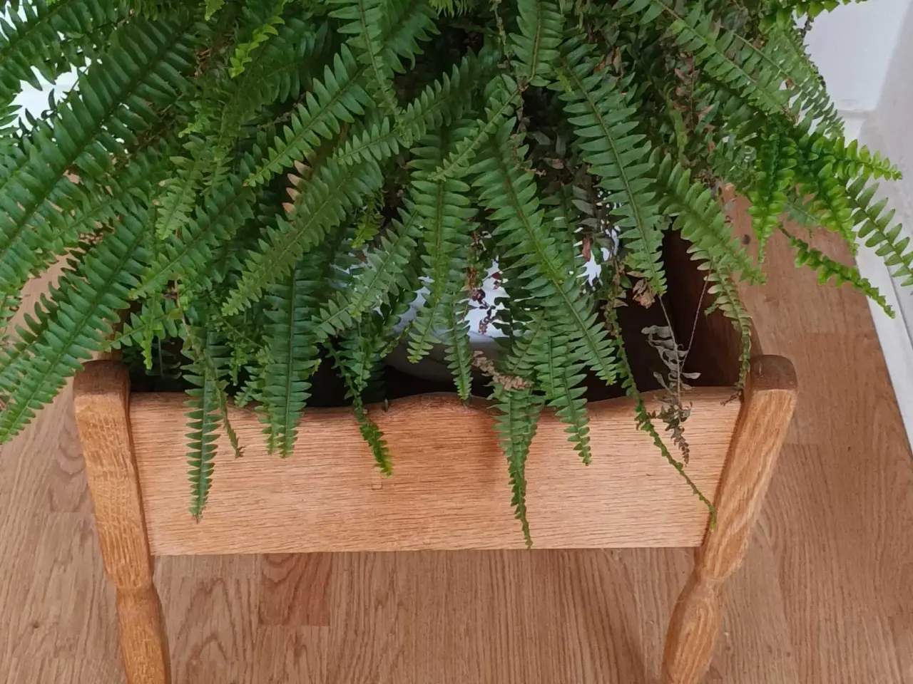 Billede 2 - Blomsterkasse med stor, flot bregne.