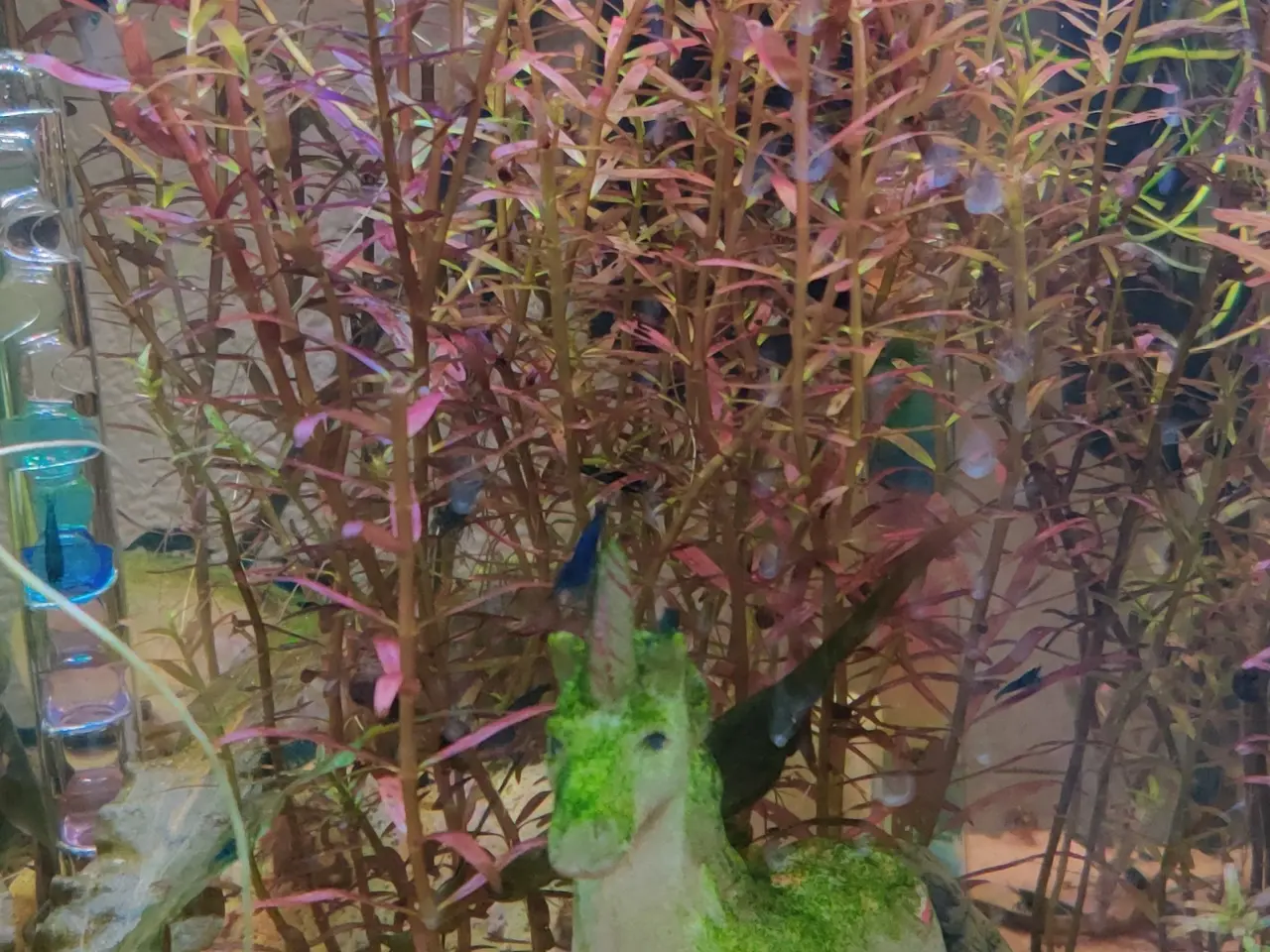 Billede 8 - Akvarie Planter mange slags
