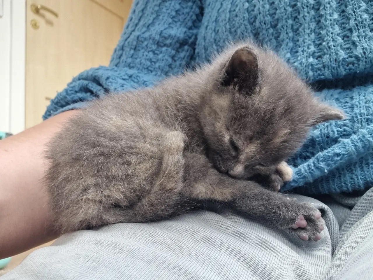 Billede 7 - Katte killinger