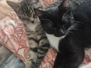 Katte sælges 