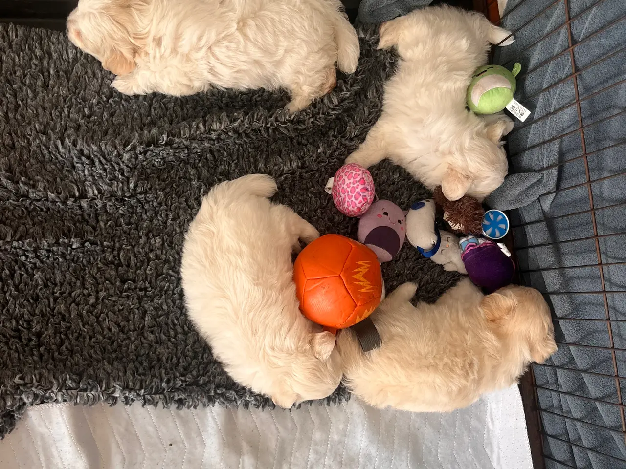 Billede 7 - 🐶 Små kælende Malitpoom 🐶 