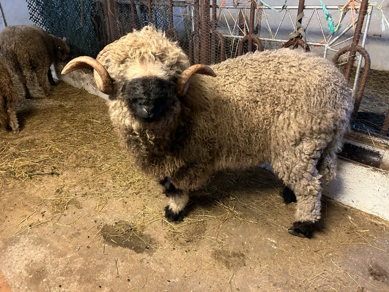 Billede 1 - Vallais Blacknose vædder
