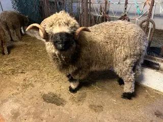 Vallais Blacknose vædder