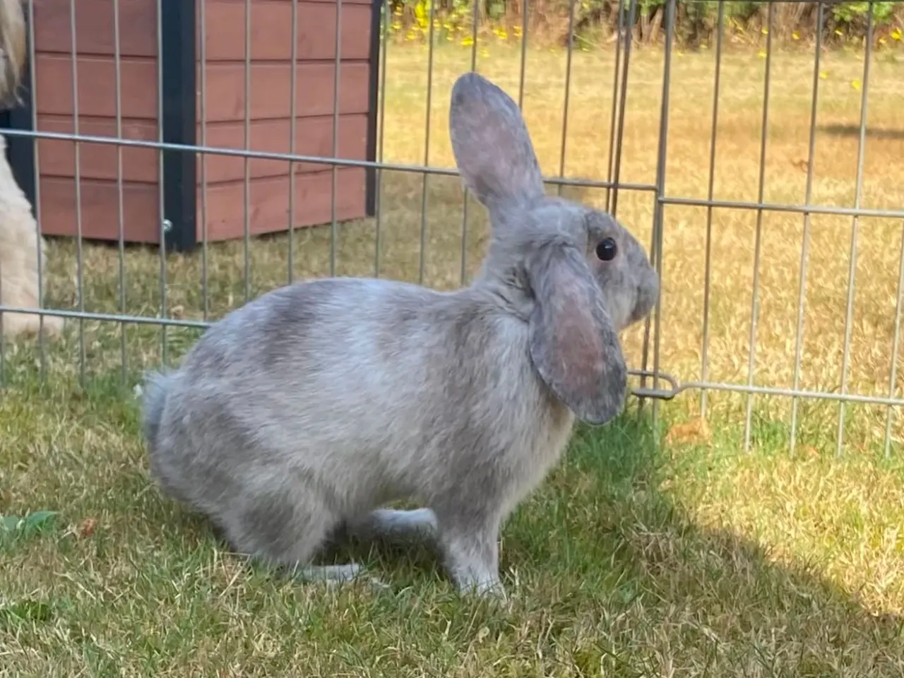 Billede 8 - Smuk kanin dreng🐰