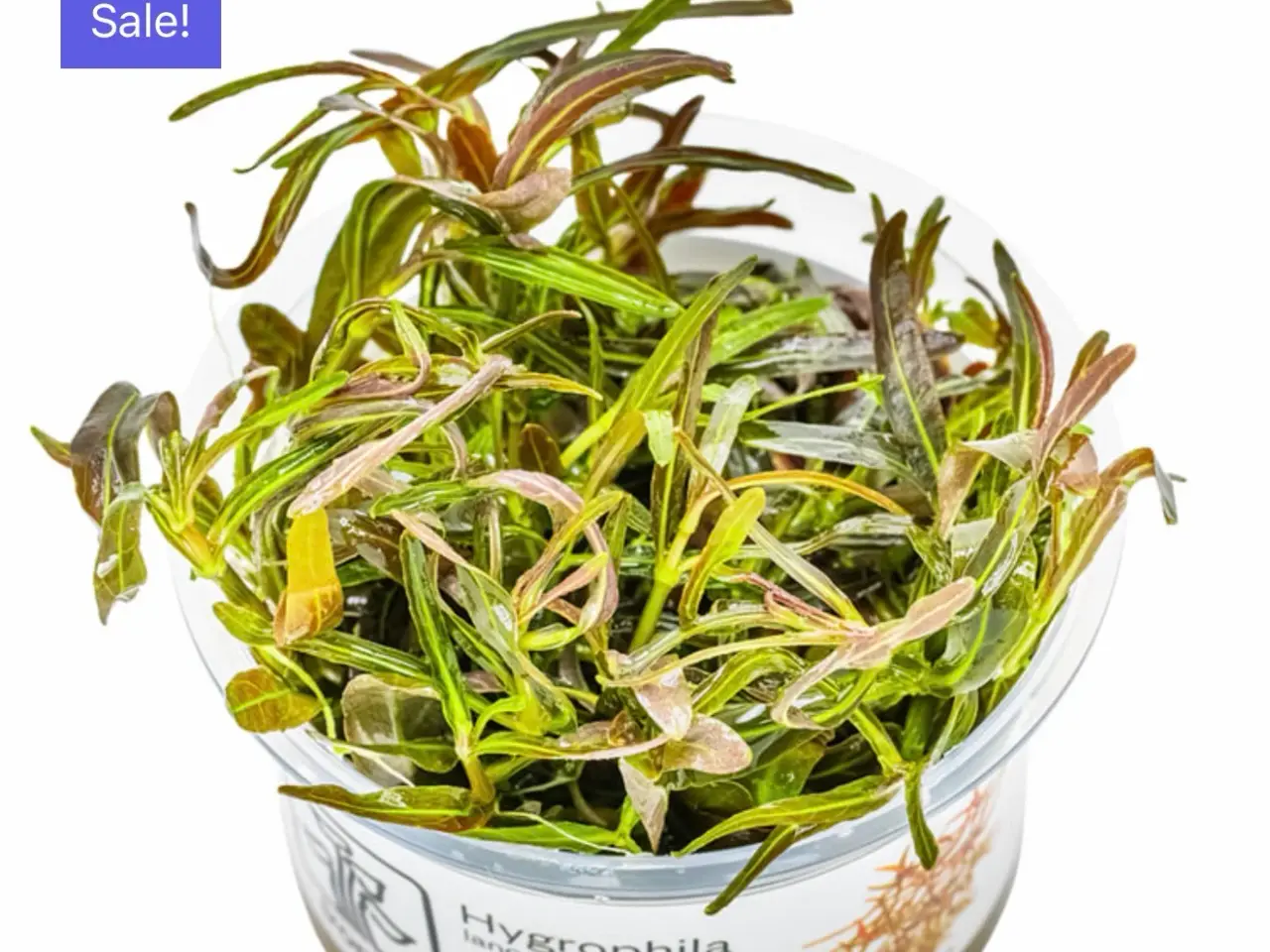 Billede 1 - Mange forskellige 1.2 grow planter (uden snegle)