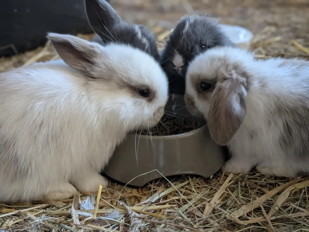 Billede 1 - Mini-lop kanin unger