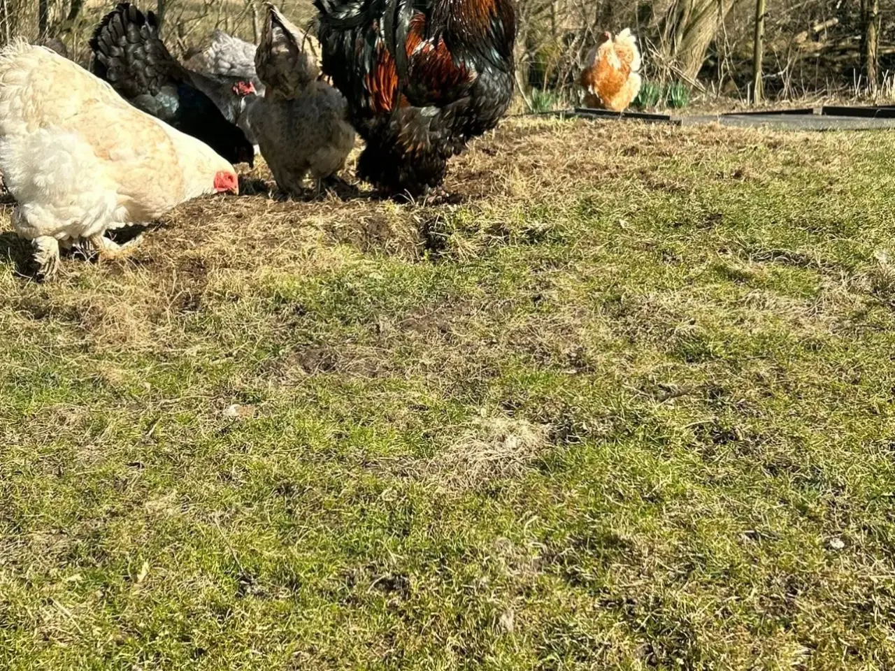 Billede 4 - Brahma rugeæg fra blandet flok