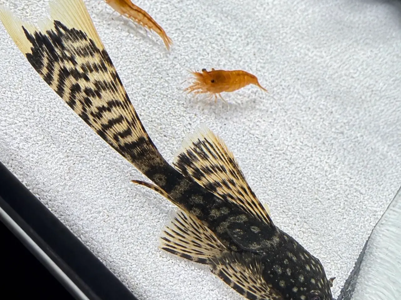 Billede 2 - 🖤Ancistrus / Bristlenose Pleco Longfin – Unger 