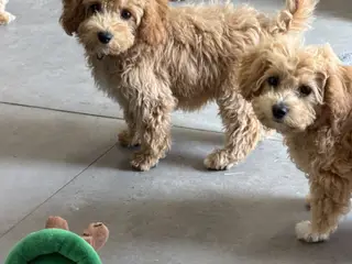 🐾 Skønne fældefri  hvalpe søger kærlige hjem 🐾