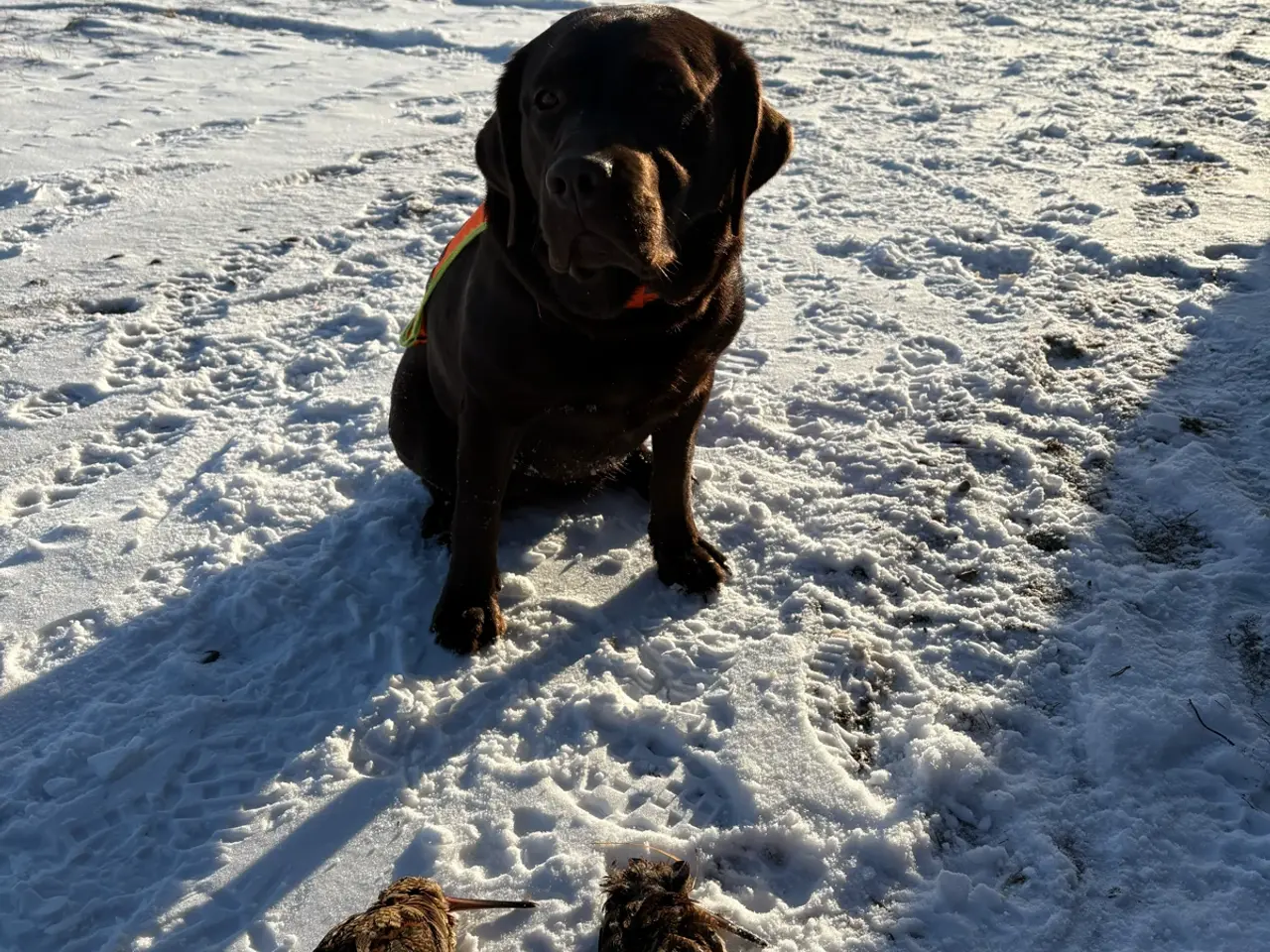 Billede 3 - Gammeldags labrador