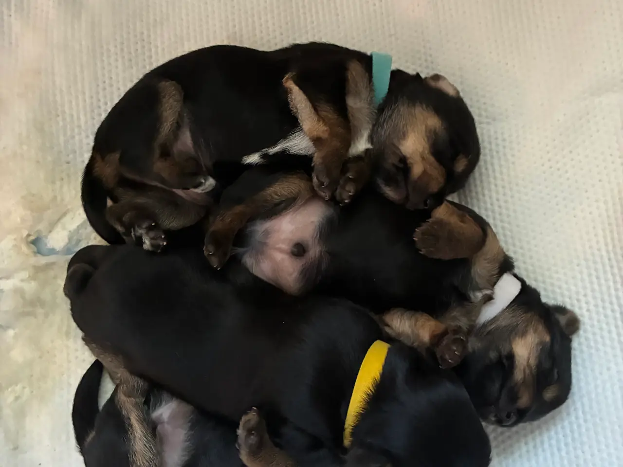 Billede 5 - Chorkie hvalpe