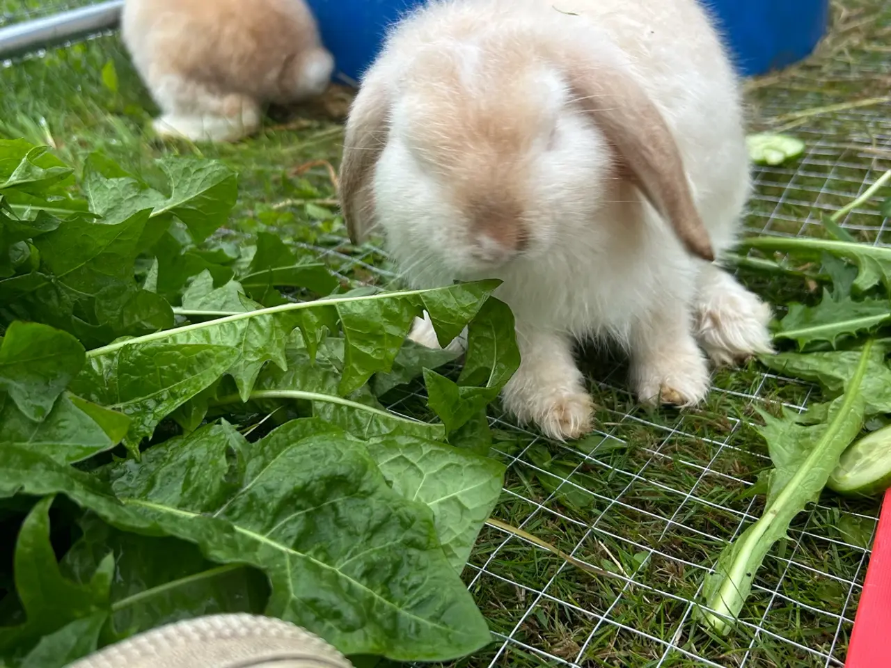 Billede 5 - Mini lop kaninunger 🐰