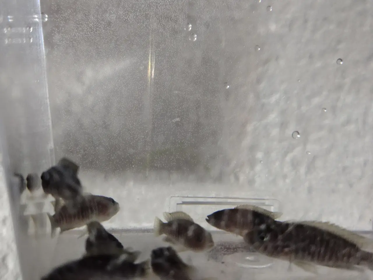 Billede 2 - Neolamprologus multifasciatus cichlide