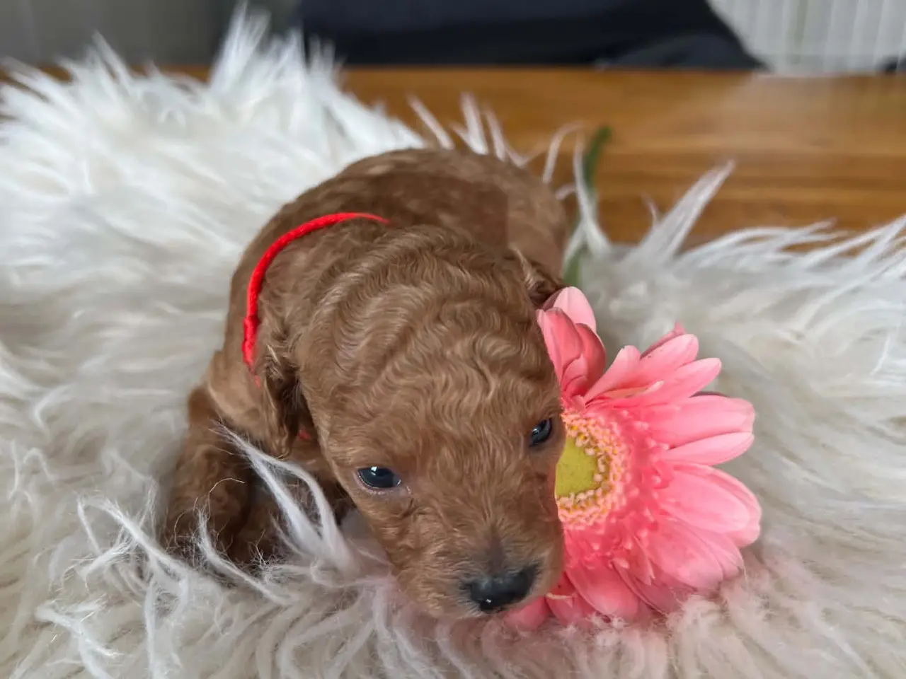 Billede 4 - Toy puddel hvalpe 