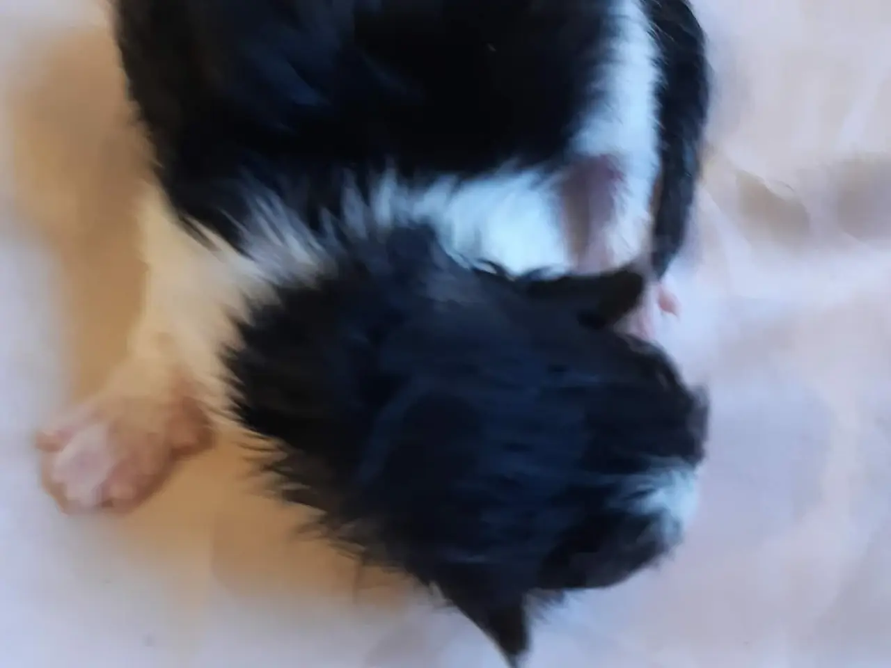Billede 3 - Maine Coon killinger, klar 17 juni