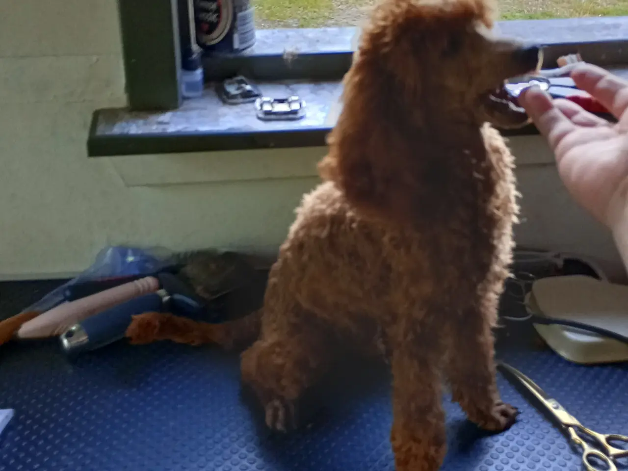 Billede 10 - Dværg hanhunde til paring på vores adresse