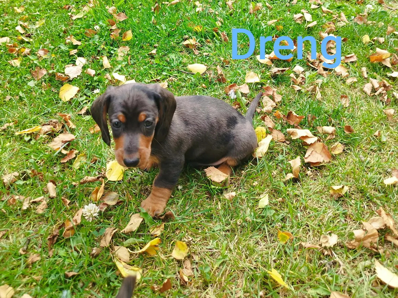 Billede 2 - Korthåret Dværg Gravhunde hvalpe merle og sorte