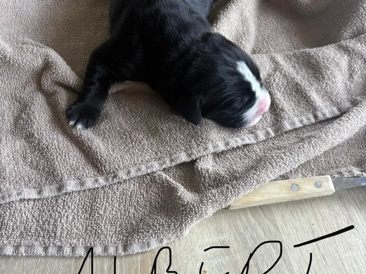 Billede 13 - Labrador/berner sennen blanding