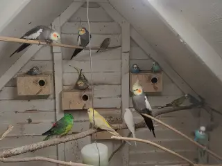 Undulater og nymfer parakitter