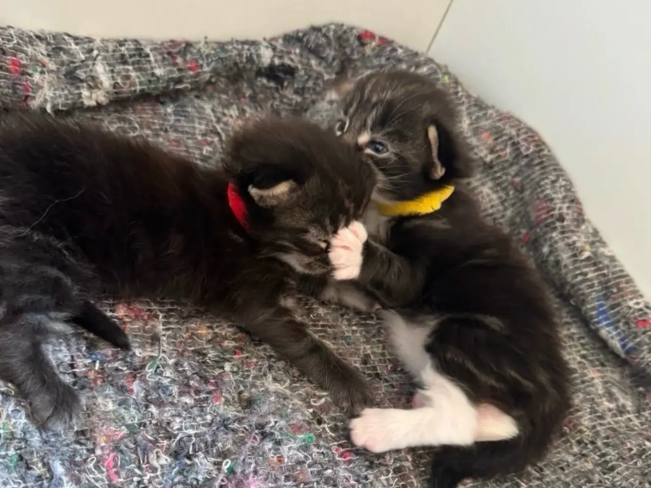 Billede 8 - Maine Coon killing
