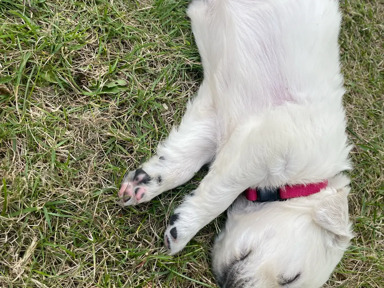 Billede 4 - Golden Retreiver hvalpe