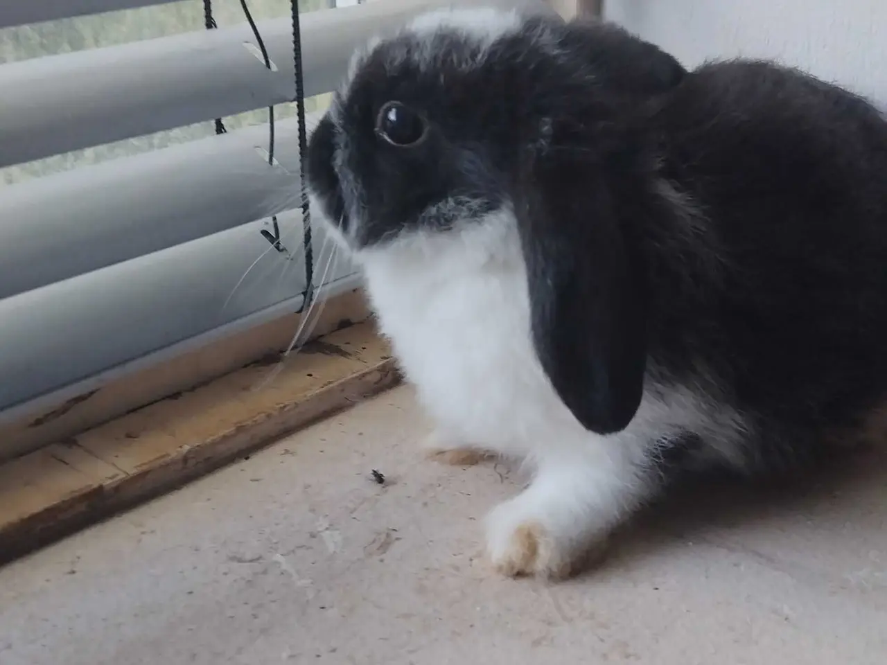 Billede 2 - 3 små søde Mini-lop mix